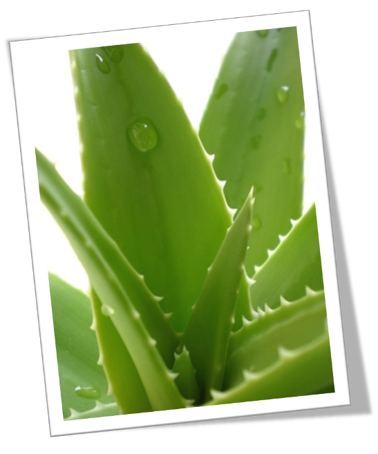 Aloe Vera Leaf Clipart