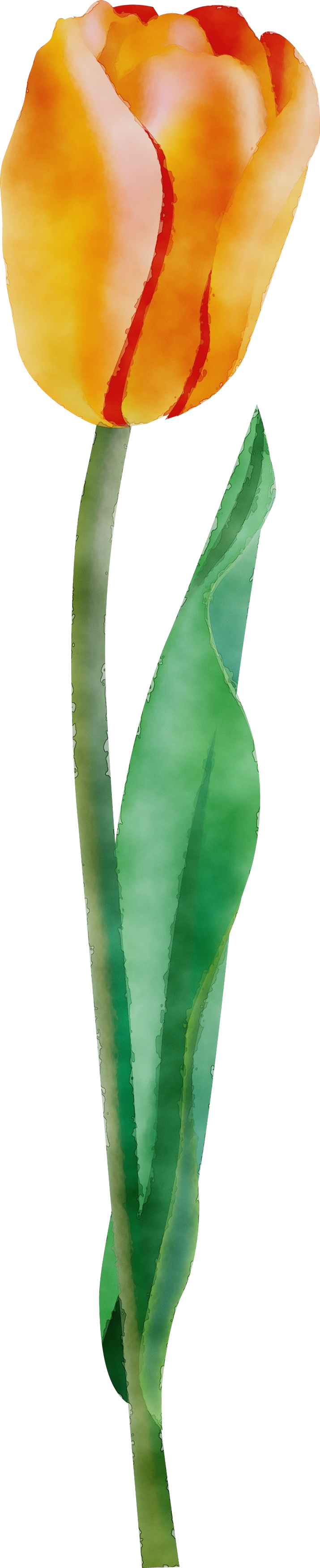 green leaf plant flower aloe Clipart