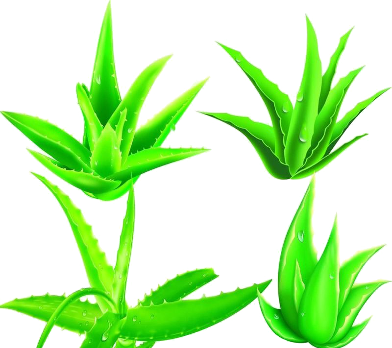 Green Grass Background Clipart