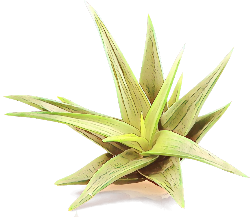 plant grass leaf terrestrial plant houseplant Clipart
