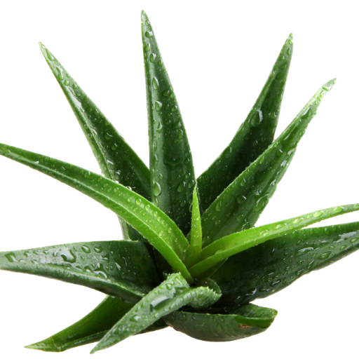 Aloe Vera Clipart