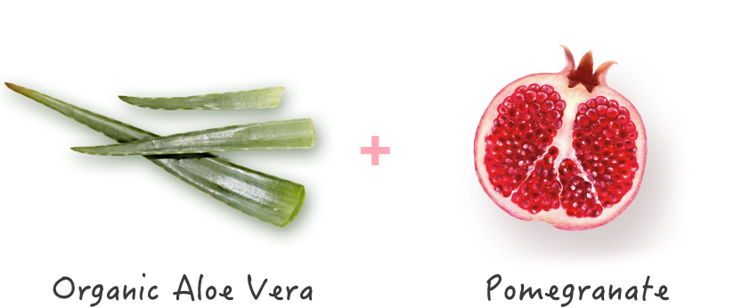 Aloe Vera Clipart