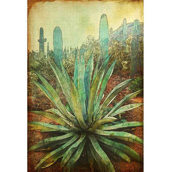 Cactus Cartoon Clipart
