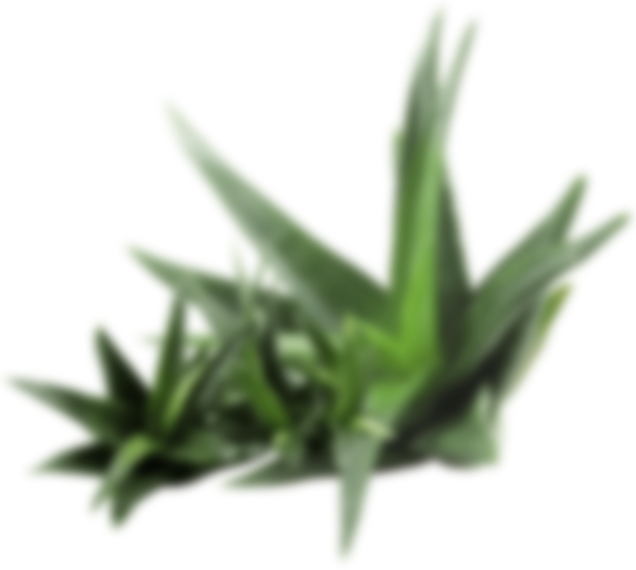 Aloe Vera Clipart