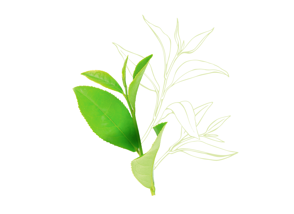 Tea Tree Oil Clipart