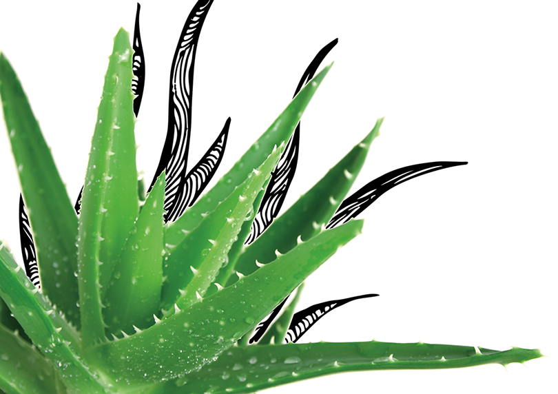 Aloe Vera Clipart