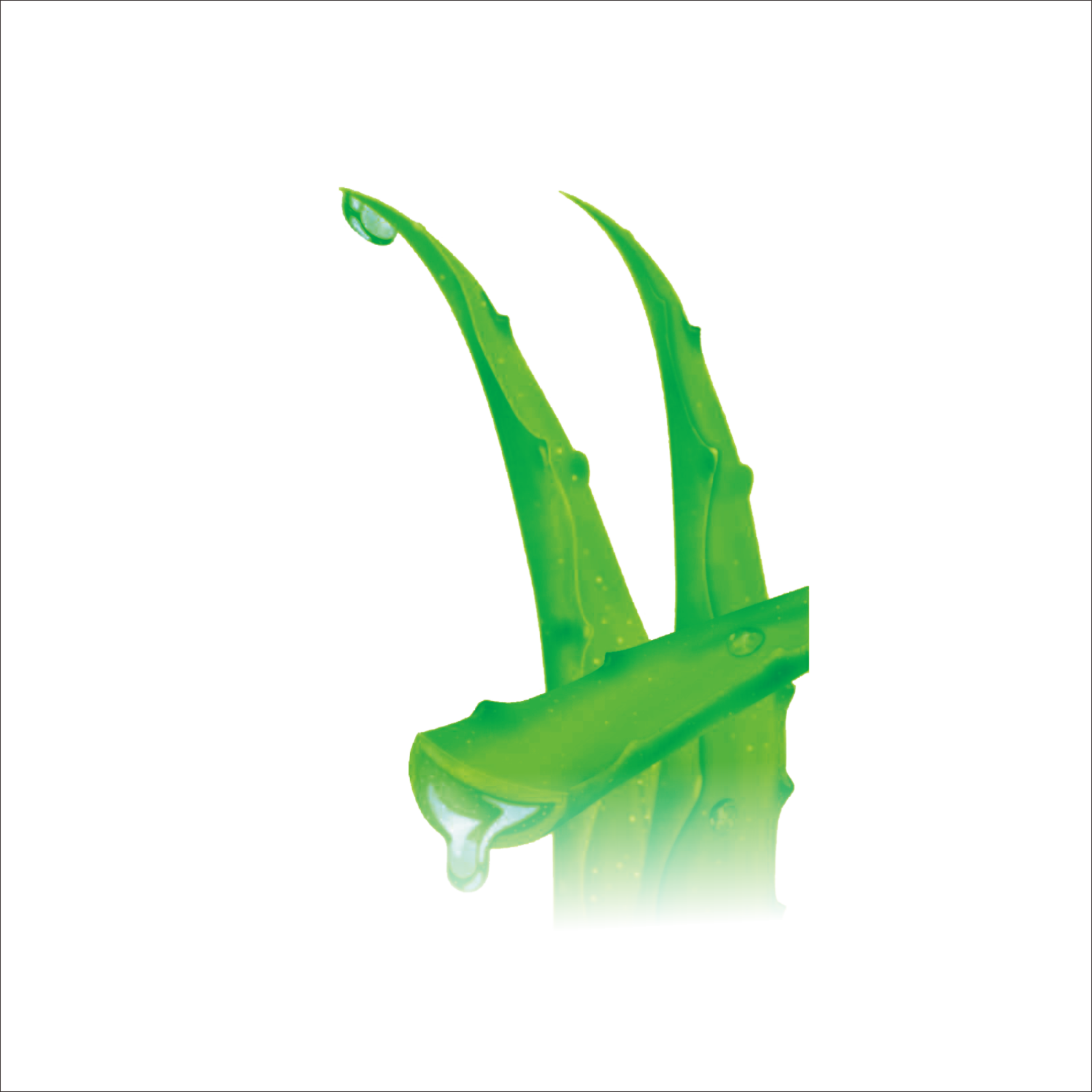 Green Grass Background Clipart