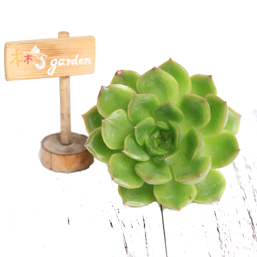 Aloe Vera Clipart