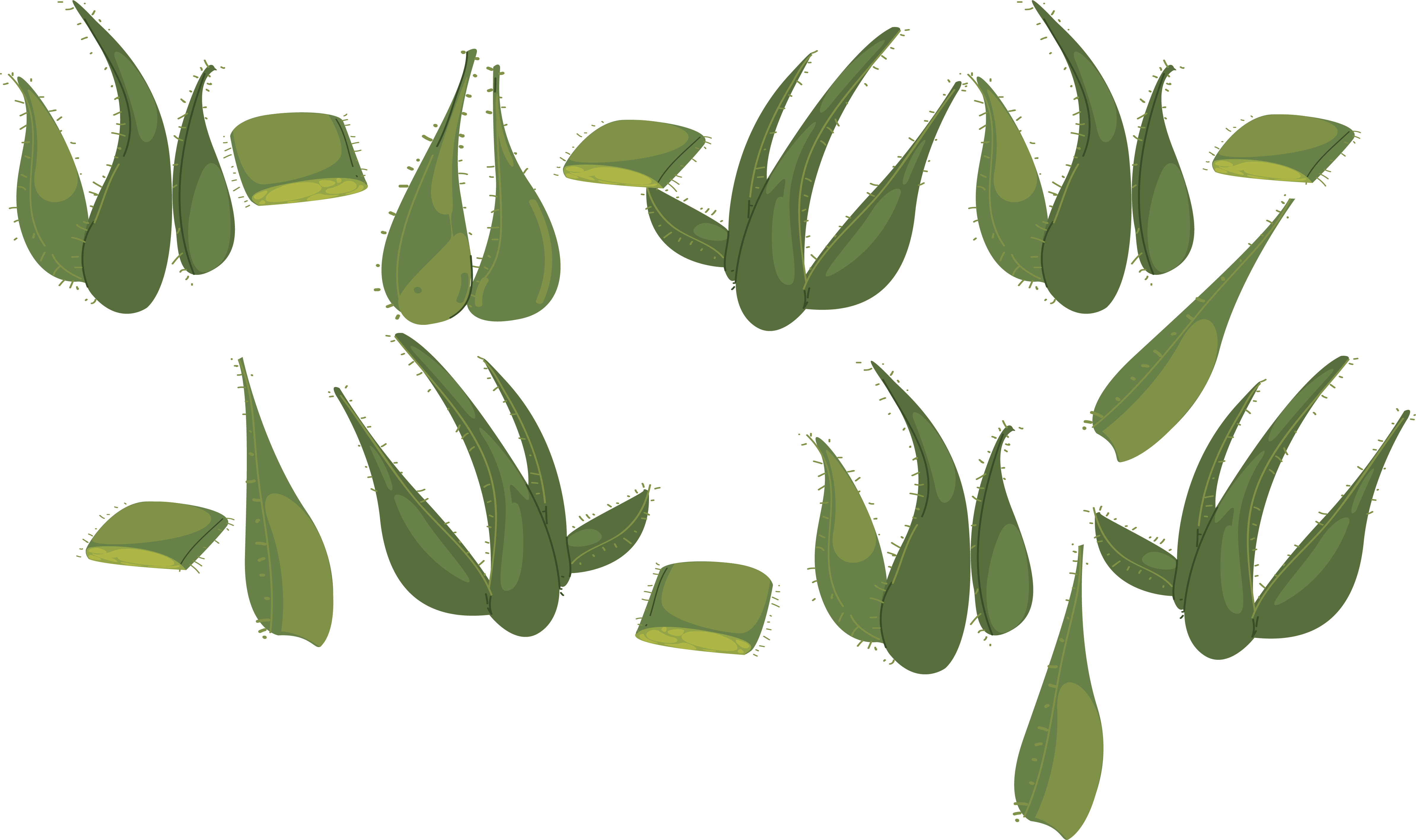 Aloe Vera Leaf Clipart
