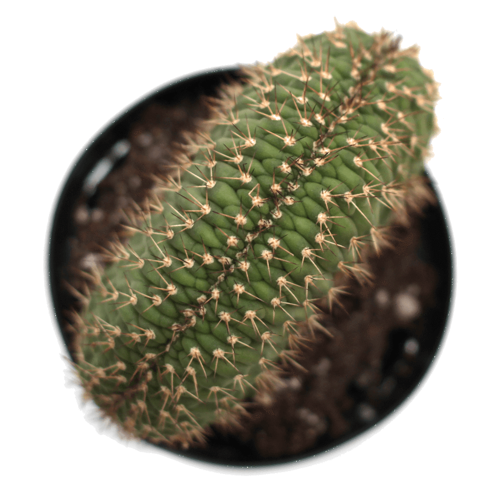 Cactus Cartoon Clipart
