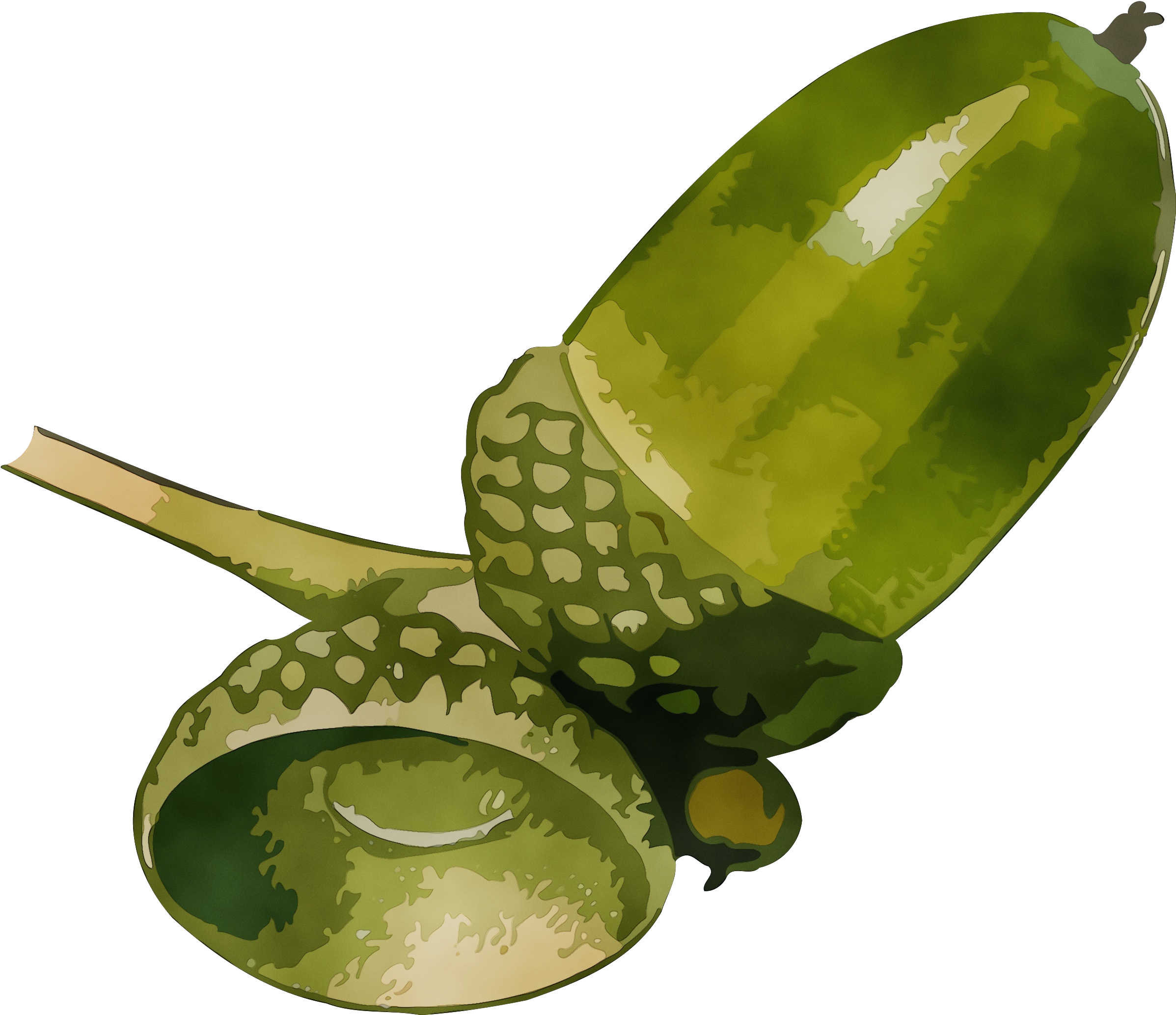 plant leaf aloe Clipart