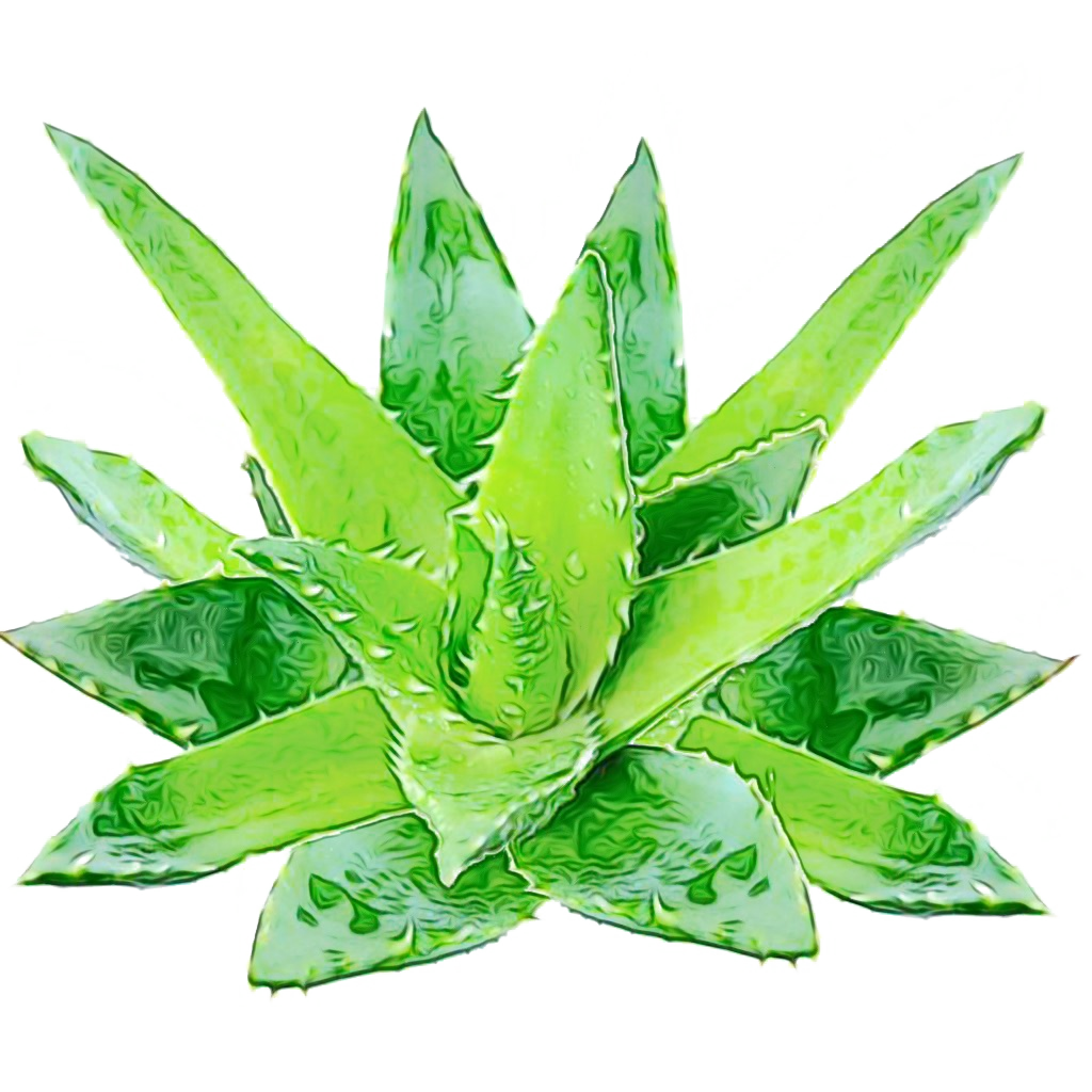 leaf green plant terrestrial plant houseplant Clipart