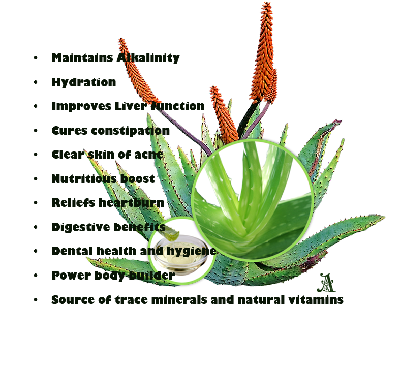 Aloe Vera Clipart