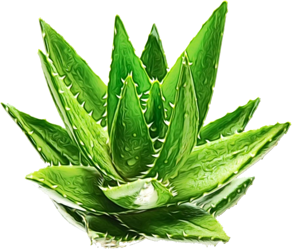 Aloe Vera Leaf Clipart