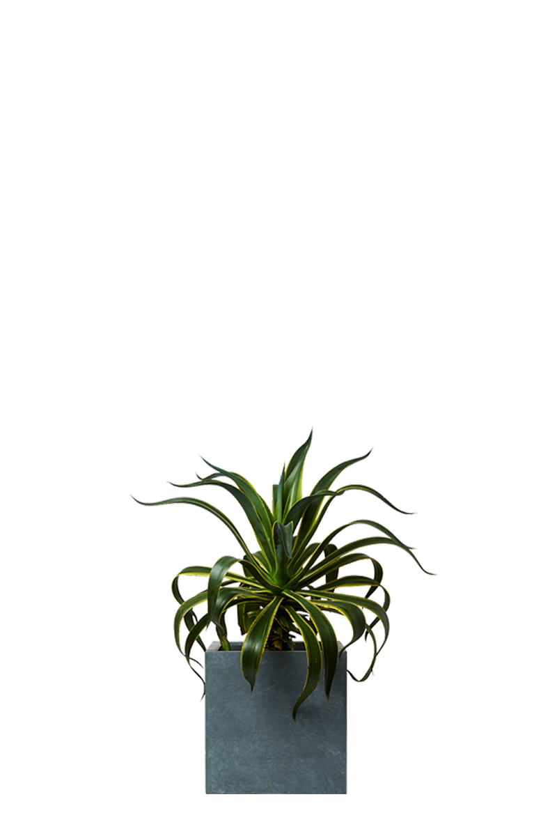 Green Grass Background Clipart