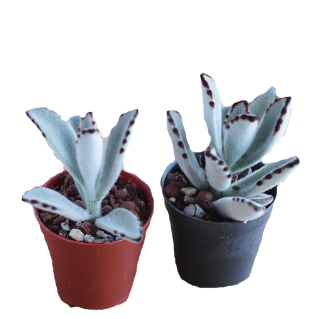 Cactus Cartoon Clipart
