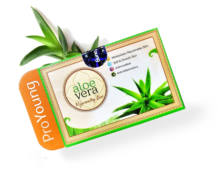 Aloe Vera Clipart