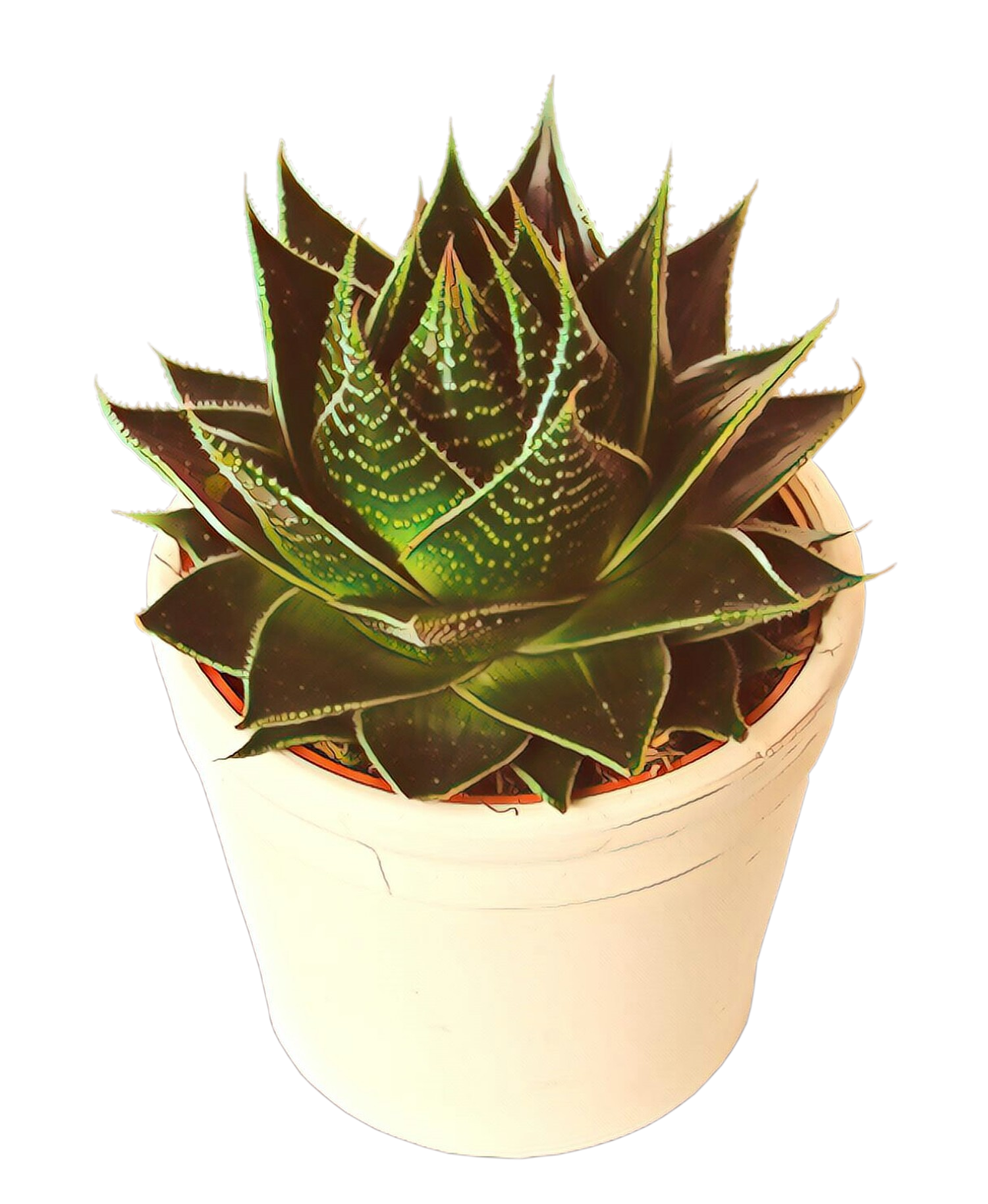 Aloe Vera Leaf Clipart