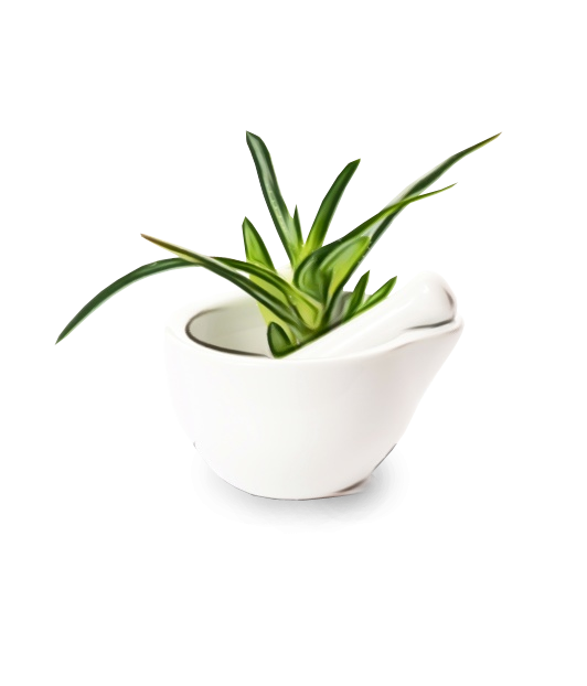 flowerpot white plant houseplant leaf Clipart