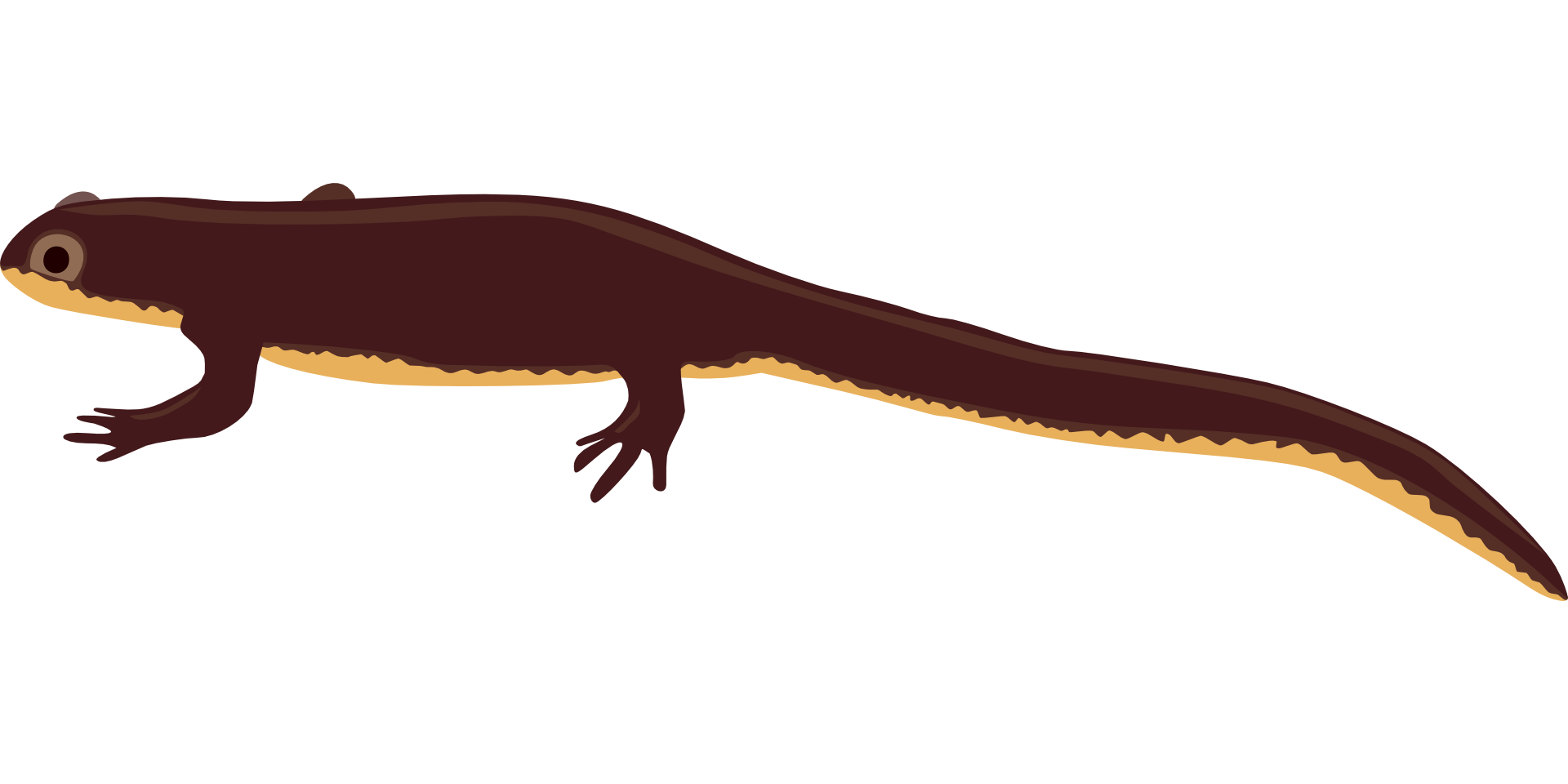 Salamander Reptile Clipart