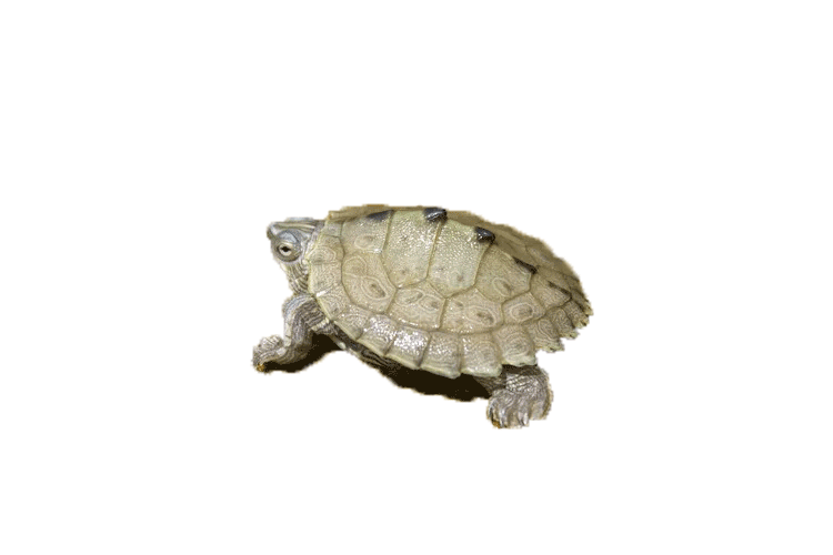 Turtle Cartoon Clipart