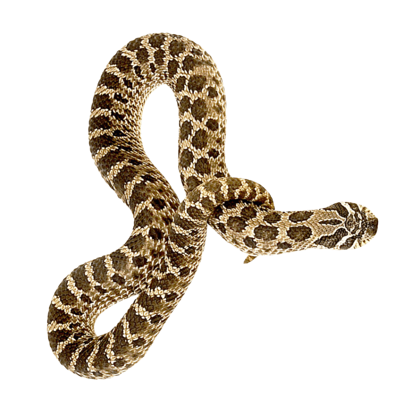 Snake Cartoon Clipart