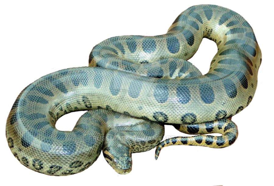 Snake Cartoon Clipart