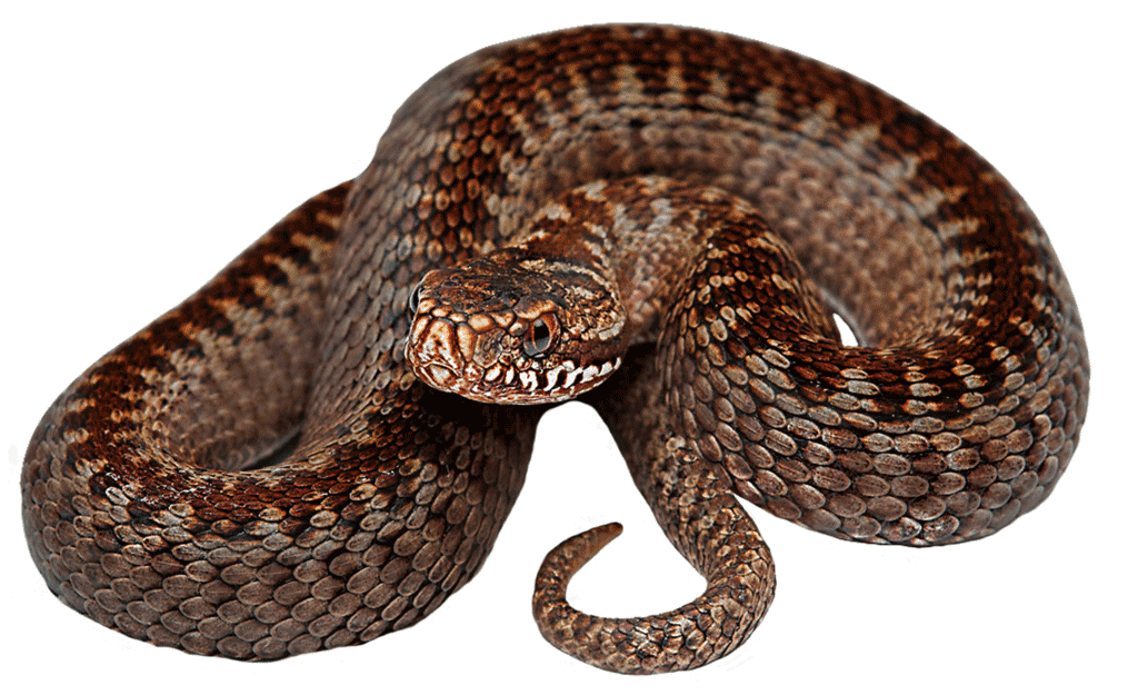 Snake Cartoon Clipart