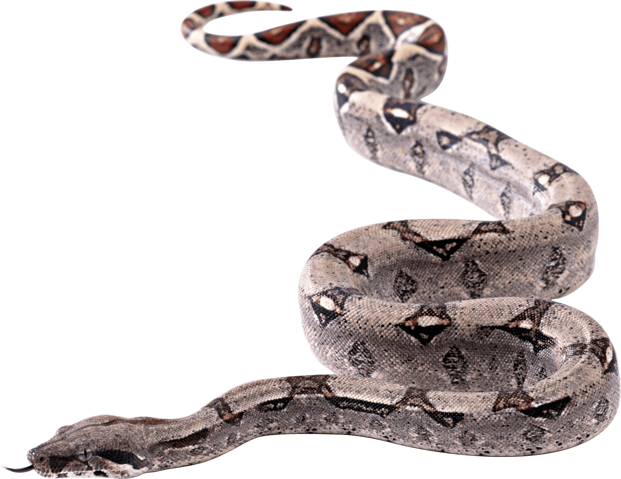Snake Cartoon Clipart