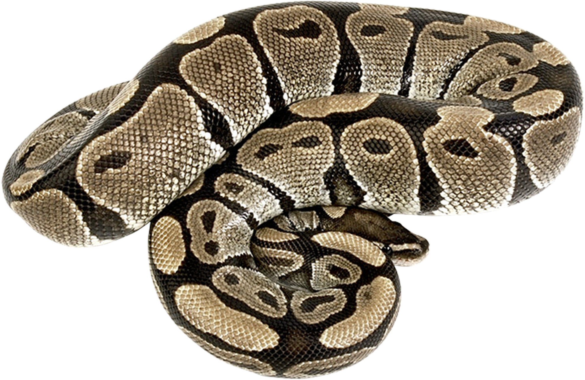 Snake Cartoon Clipart