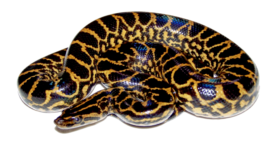 Snake Cartoon Clipart