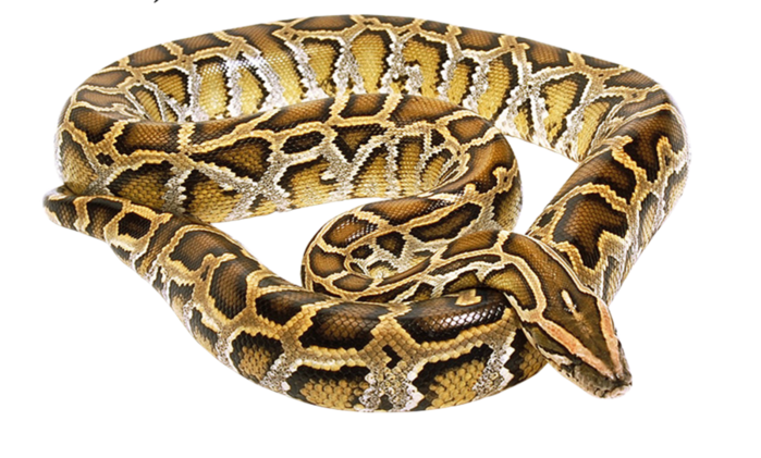 Snake Cartoon Clipart