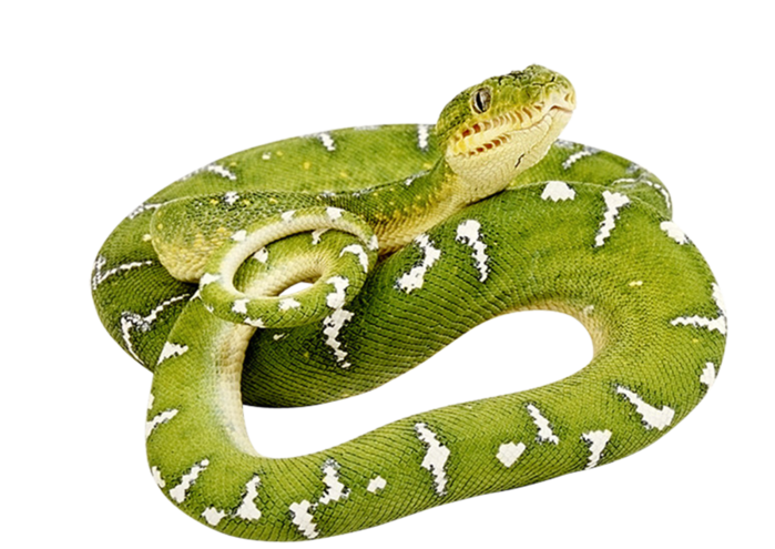 Background Green Clipart