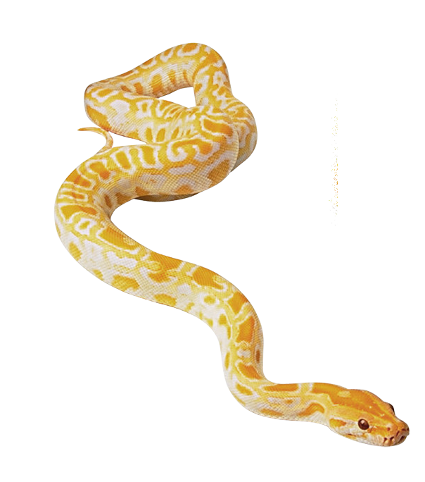 Snake Cartoon Clipart