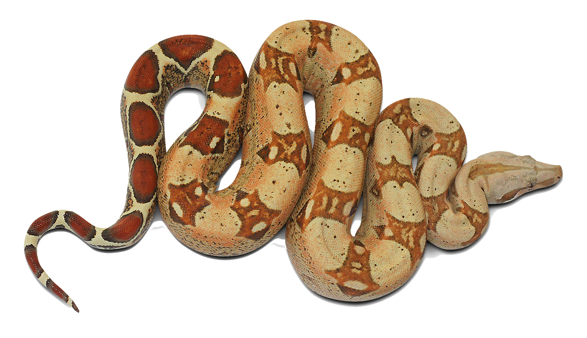 Snake Cartoon Clipart