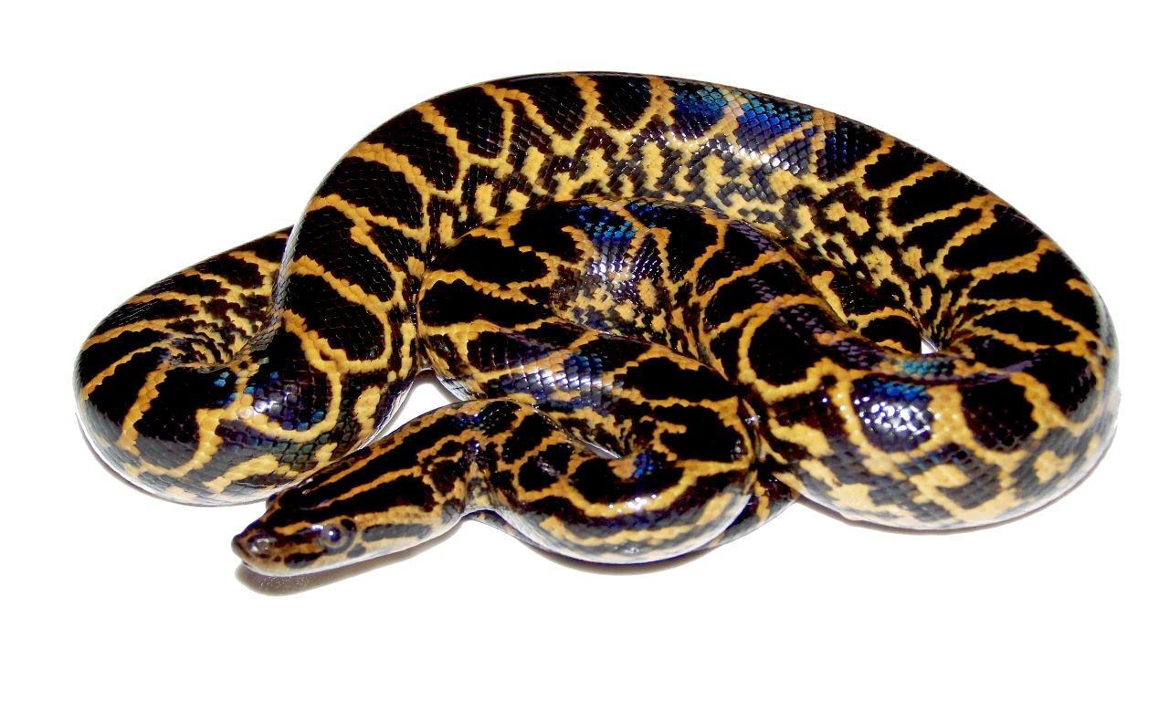 Snake Cartoon Clipart