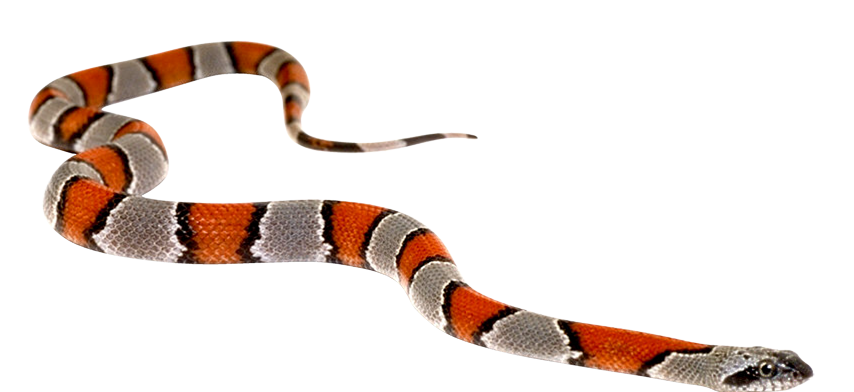 Snake Cartoon Clipart