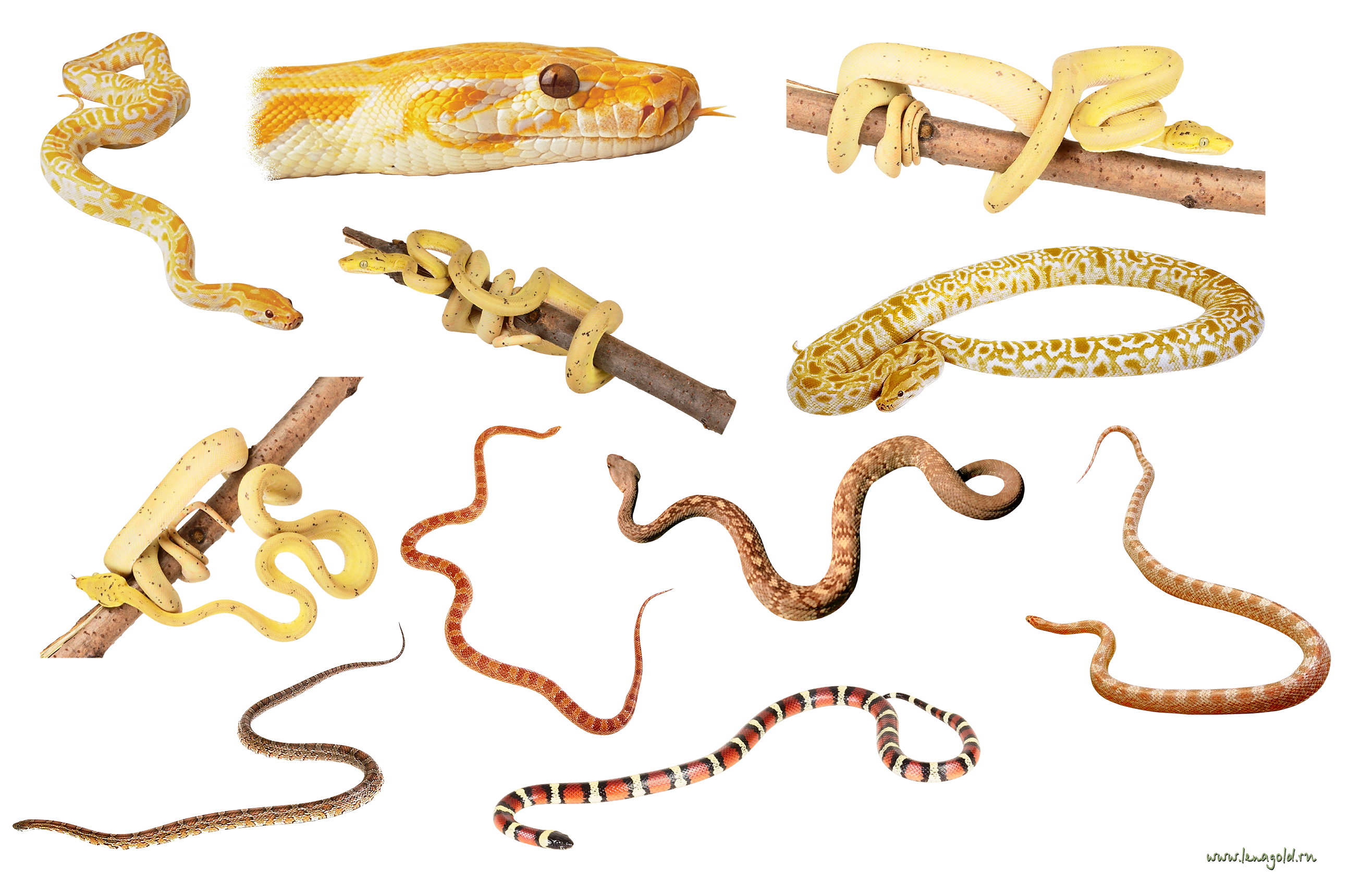 Snake Cartoon Clipart