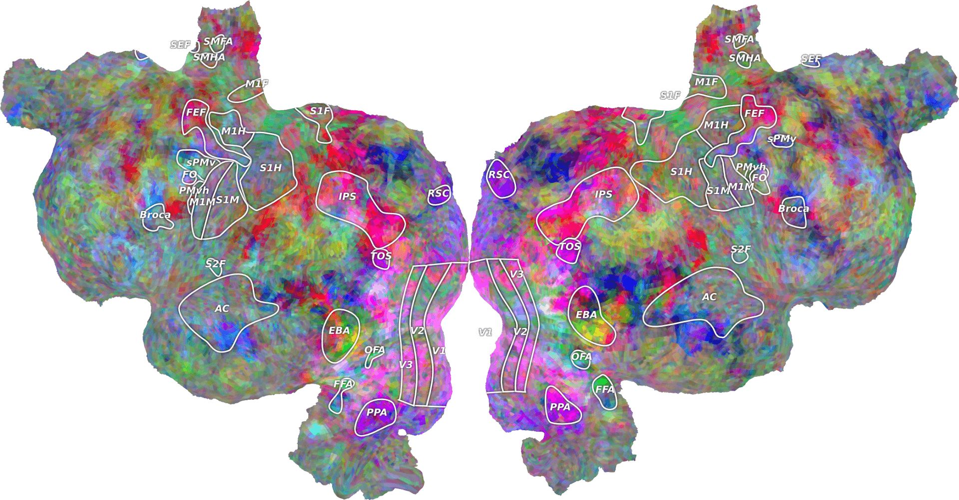 Brain Clipart Clipart
