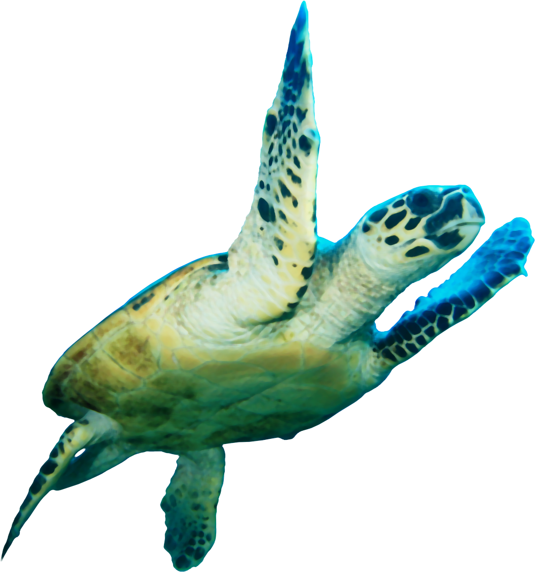 Sea Turtle Background Clipart