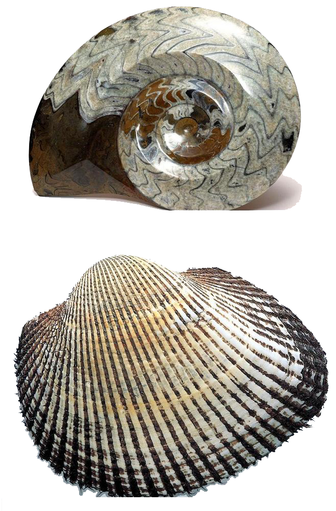 Fossil Clam Clipart