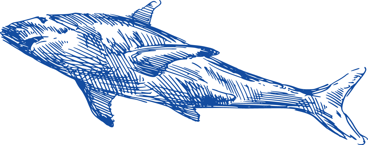 Great White Shark Background Clipart