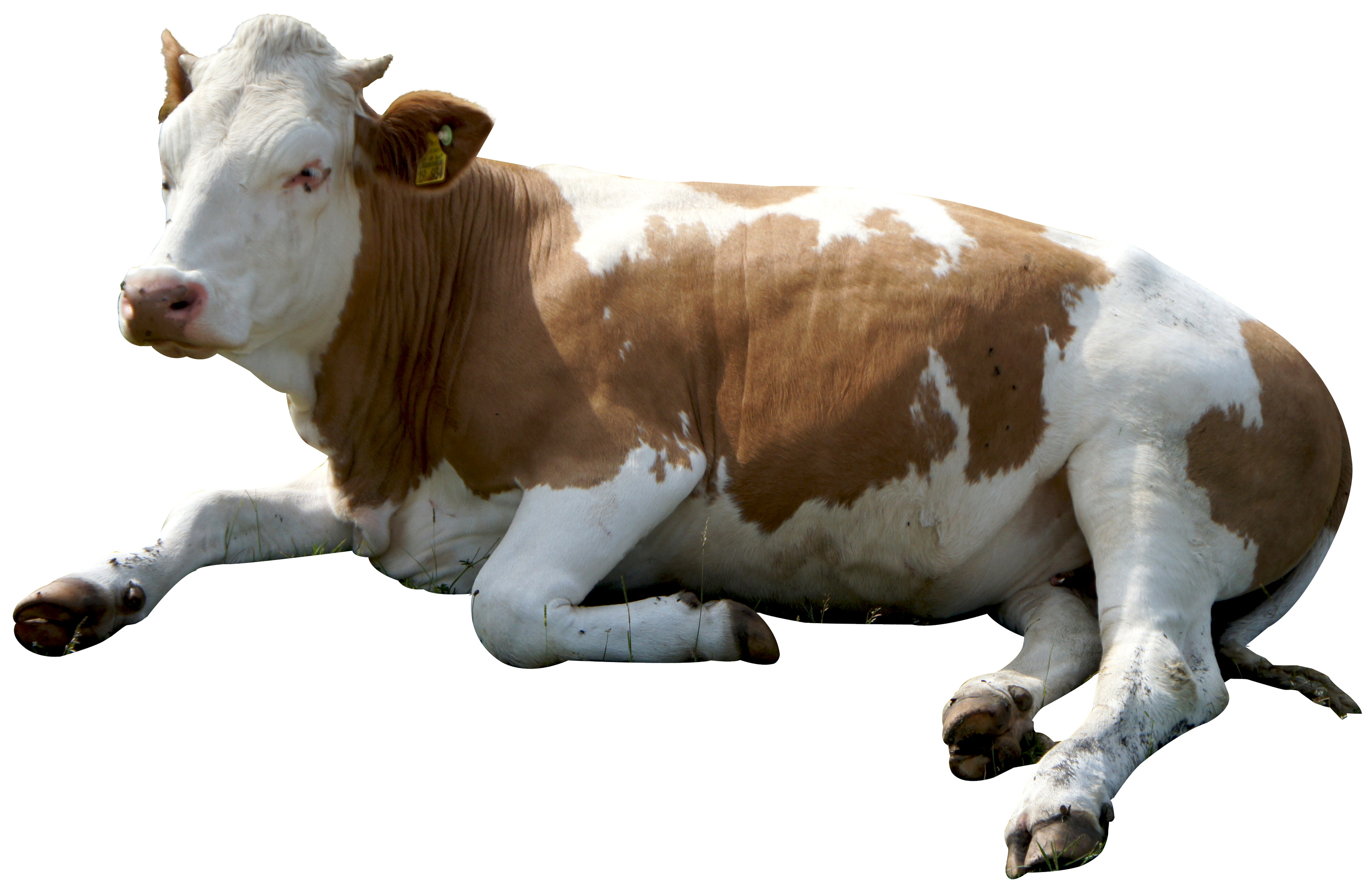 Cow Background Clipart