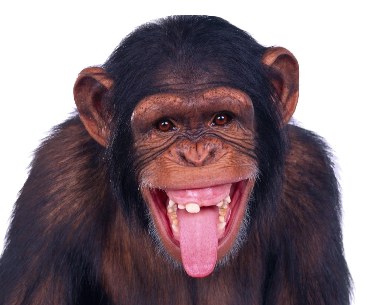 Monkey Cartoon Clipart