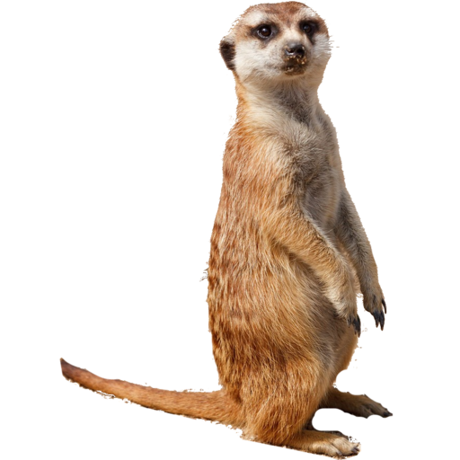 Meerkat Wildlife Clipart