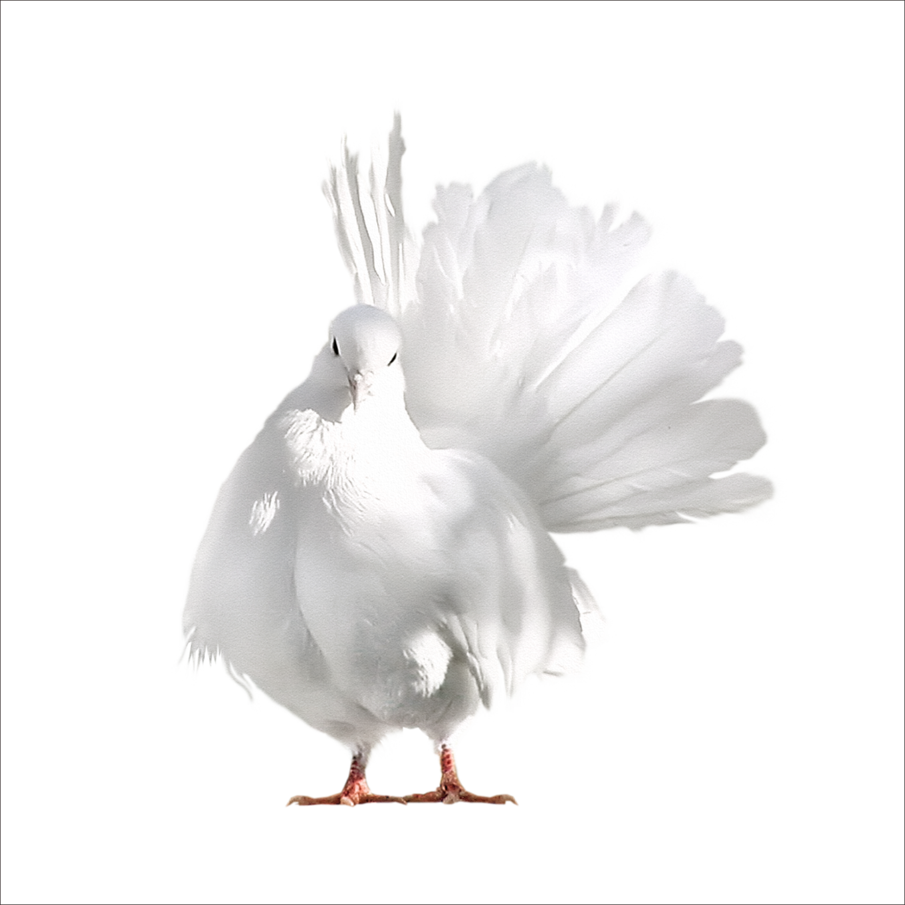 Dove Bird Clipart