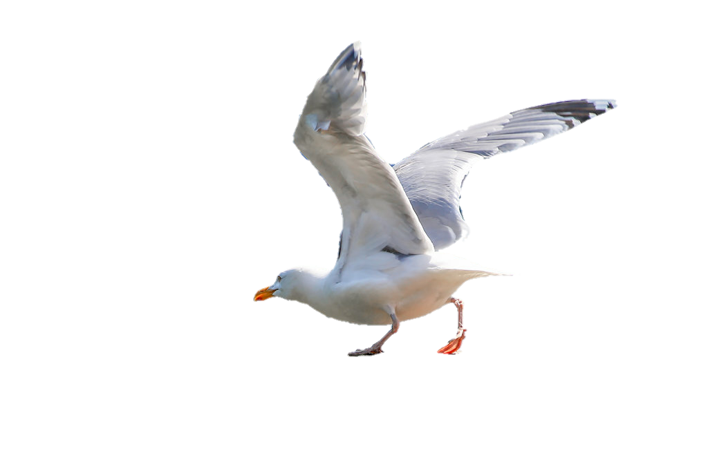 Bird Cartoon Clipart