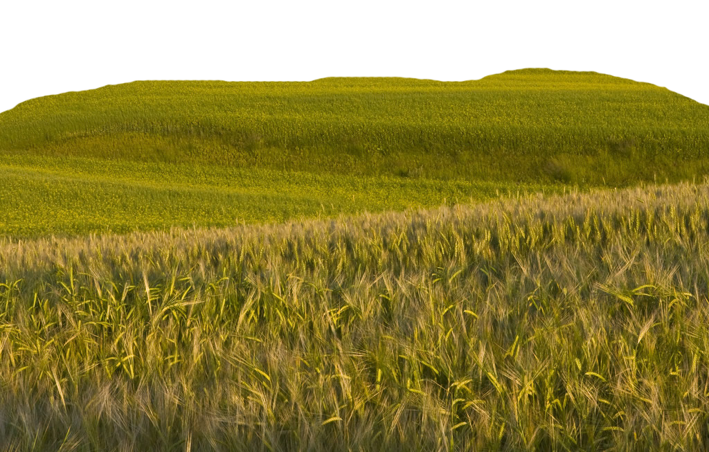 Cartoon Grass Clipart