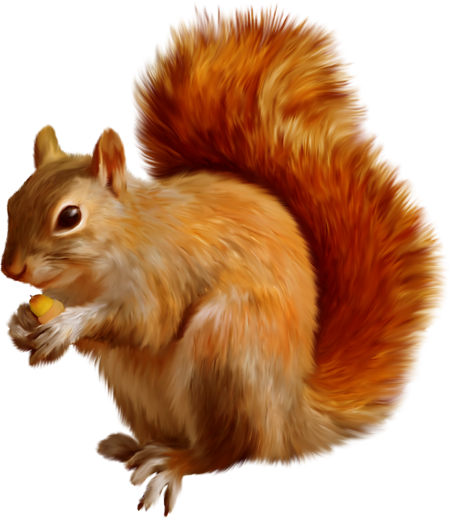 Squirrel Cartoon Clipart