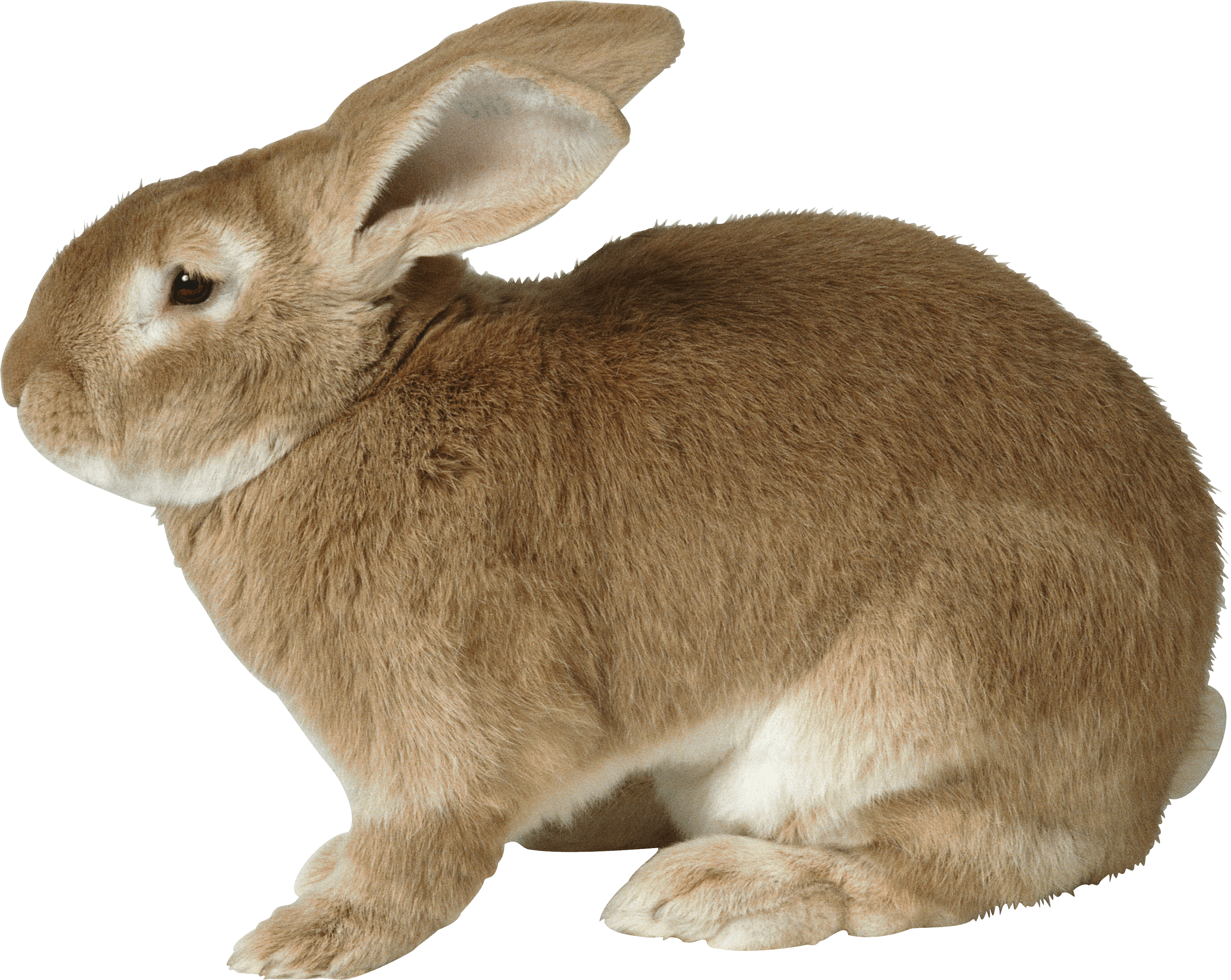 Easter Bunny Background Clipart
